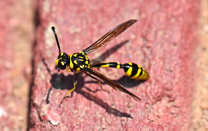 Potter wasp (Phimenes flavopictus) Chiang Mai 3