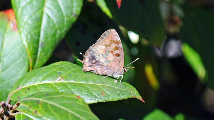 Unidentified butterfly on  Doi Inthanon