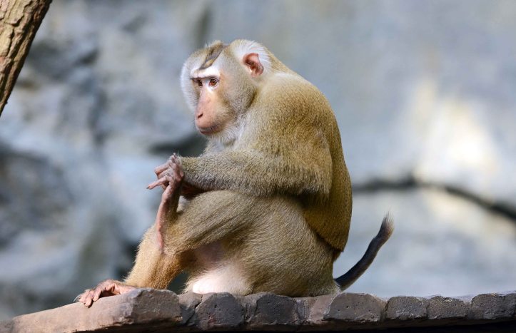 Pig-tailed macaque (Macaca sp.)