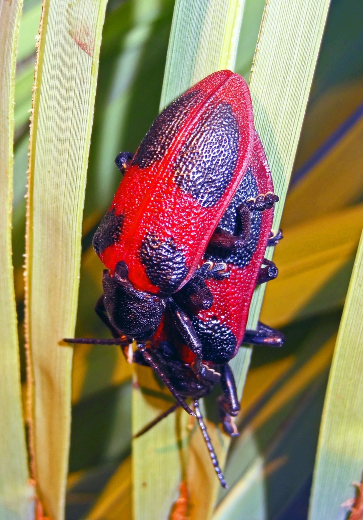 Coraliomela quadrimaculata beetles mating