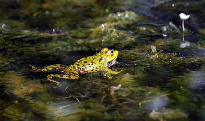 Marsh frog (Rana ridibunda) floating on a pond surface