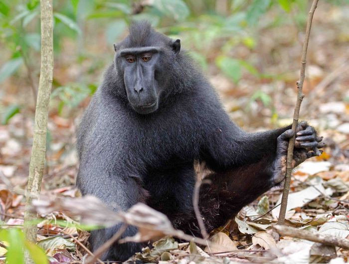 Dominant male Sulawesi crested black macaque, (Macaca nigra)