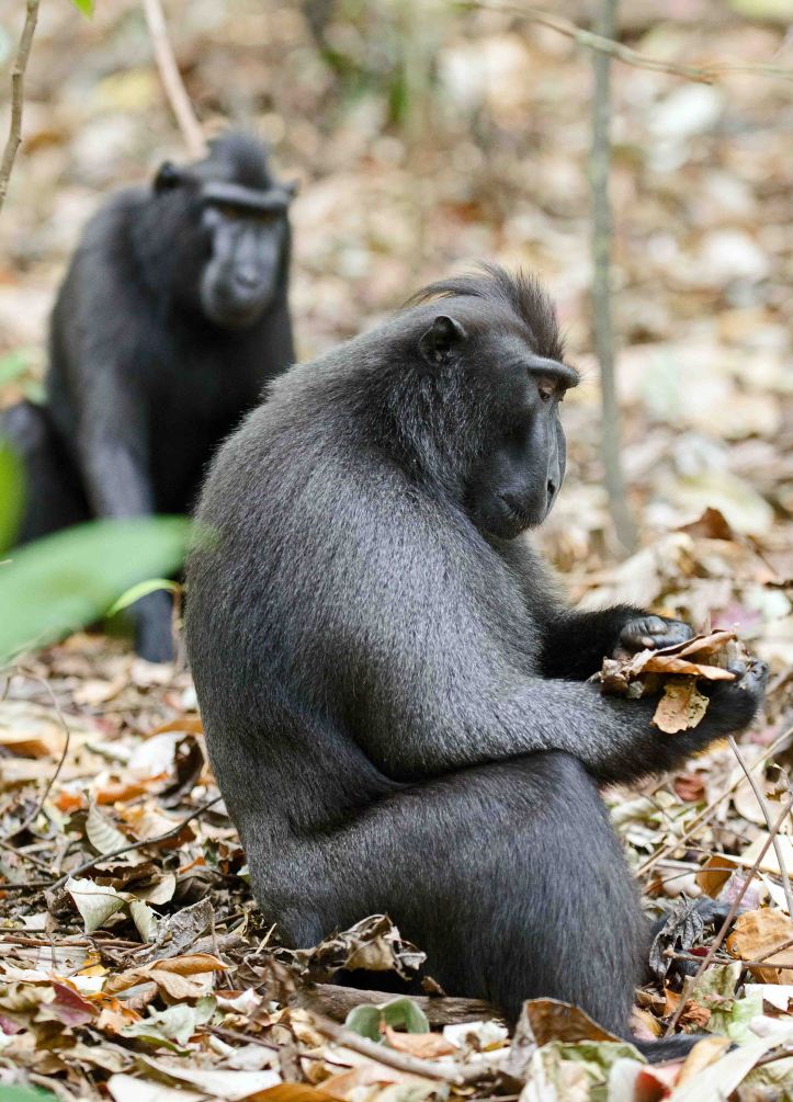 Dominant male Crested black macaque examining some leaves