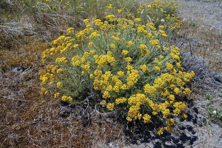  Helichrysum italicum spp serotinum flowering in July