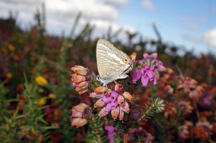 Long-tailed blue (Lampides boeticus) male on heather