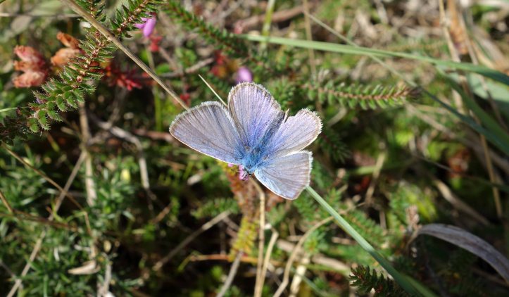 Small blue butterfly (Lycaenidae)