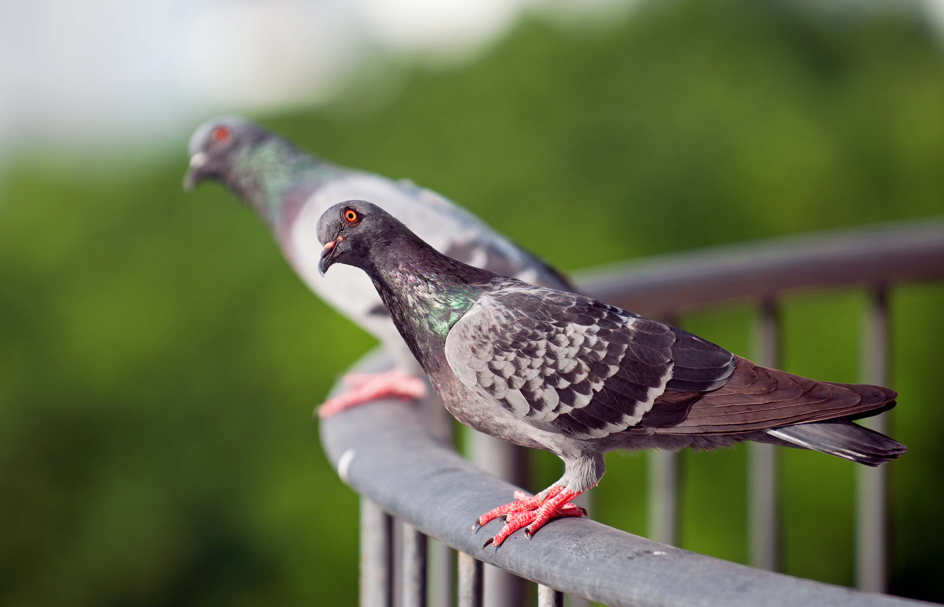 feral-pigeons-columba-livia-domestica-chequered-plumage-2.jpg