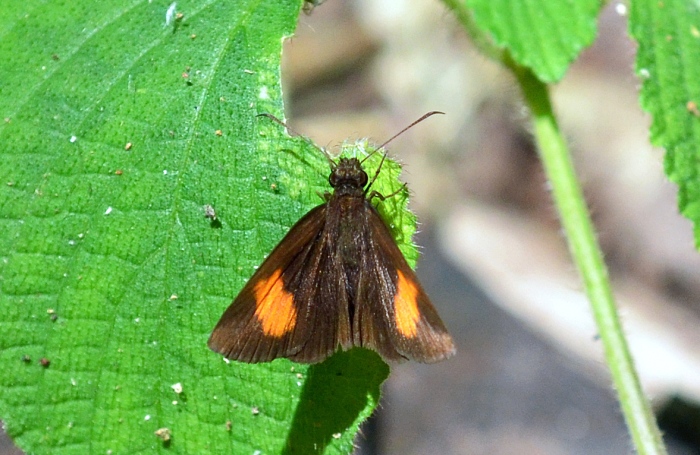 The Narrow-banded Velvet (Koruthaialos rebecula) with characteristicd hooked antennae