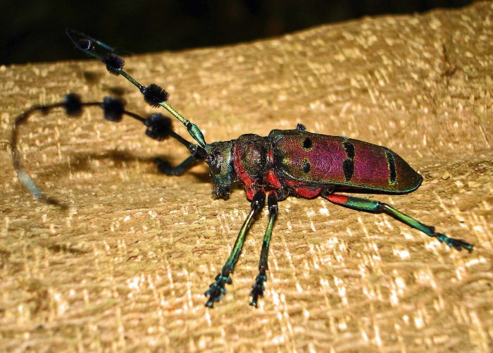 The longhorn beetle, Diastocera wallici tonkinensis