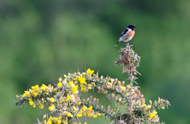  Stonechat (Saxicola rubicola rubicola) adult male sitting on a gorse bush in late April in Galicia, Spain
