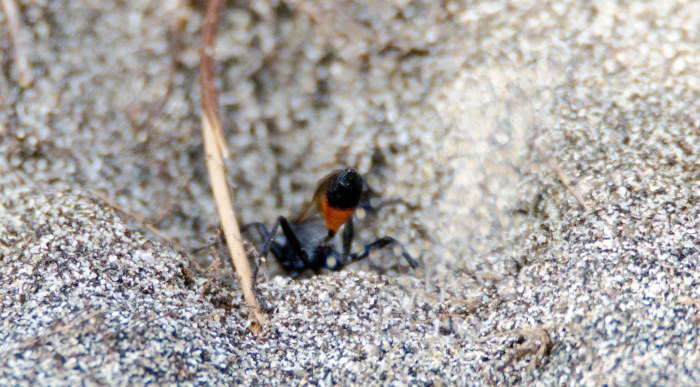 Sand thrown up by the Hairy sand wasp