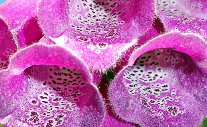 Digitalis purpurea flower guard hairs