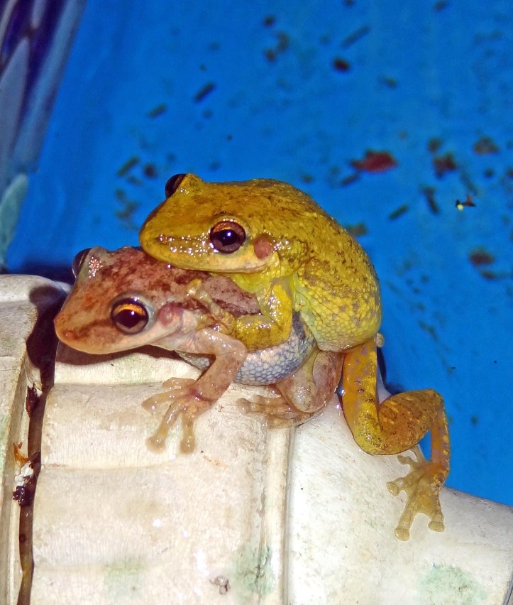 Mating frogs in swimmingpool in Argentina
