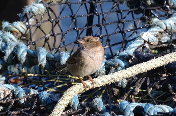 House sparrow (Passer domesticus) female on lobster pot