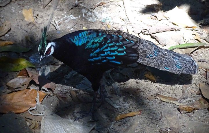 Palawan peacock-pheasant (Polyplectron napoleonis) 