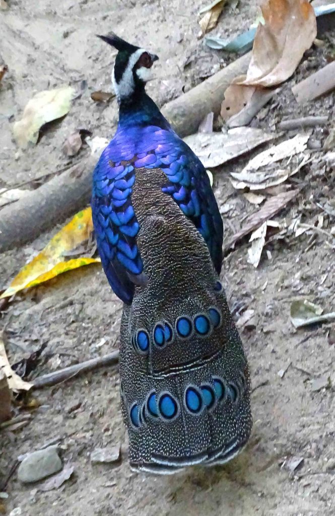 Palawan peacock-pheasant (Polyplectron napoleonis) 