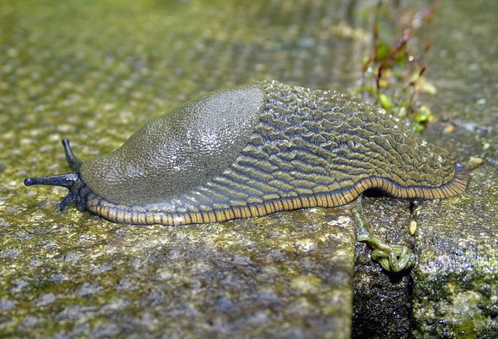Common Garden Slug (Arion distinctus) side view showing mantle, and stripy skirt running along the bottom of the foot