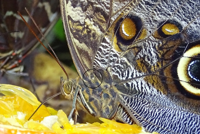 Owl butterfly (Caligo atreus) - approximate location of Vogel's organ