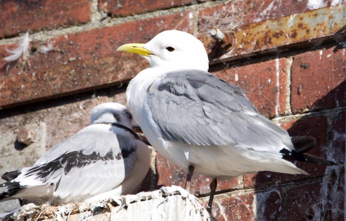 Black-legged kittiwake parent and chick on 20th July, Scarborough harbour