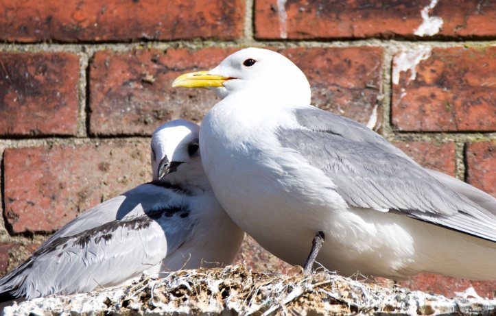Black-legged kittiwake parent and chick on 20th July in Scarborough