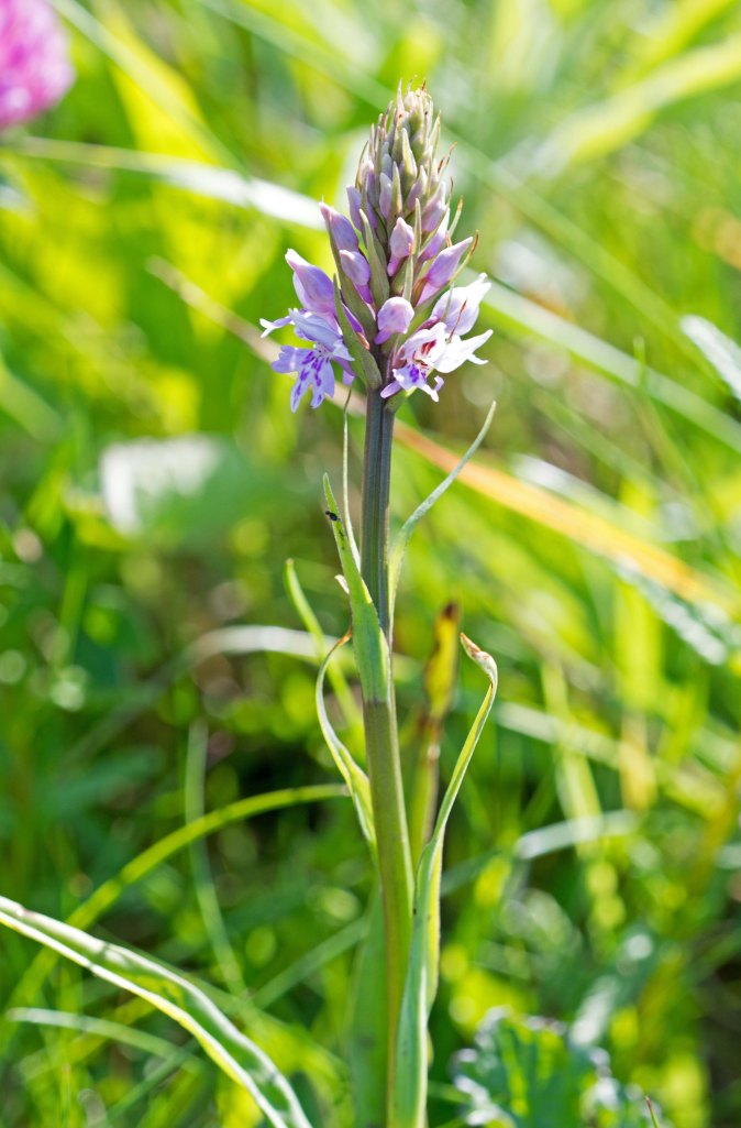 Common spotted orchid coming into flower on 9th June 2016