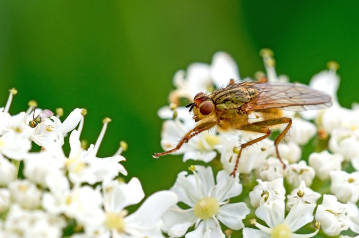 Yellow Dung Fly - Scathophaga stercoraria (right) and tiny green wasp (far left) on umbel 