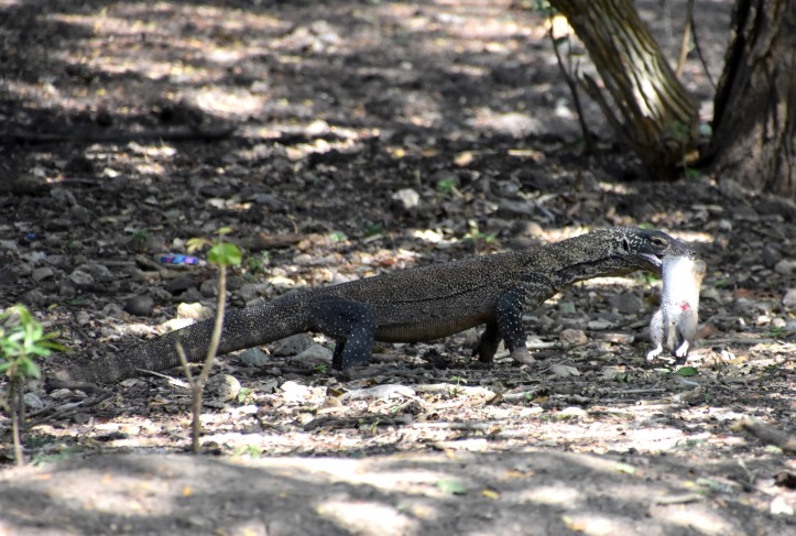 Young Komodo dragon with freshly killed rat in its mouth (Komodo Island)