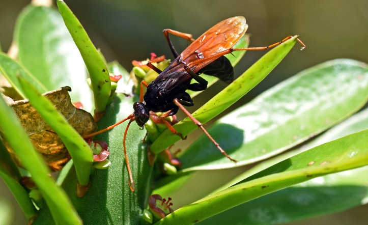 Pompilid wasp, Chiang Dao, Thailand.