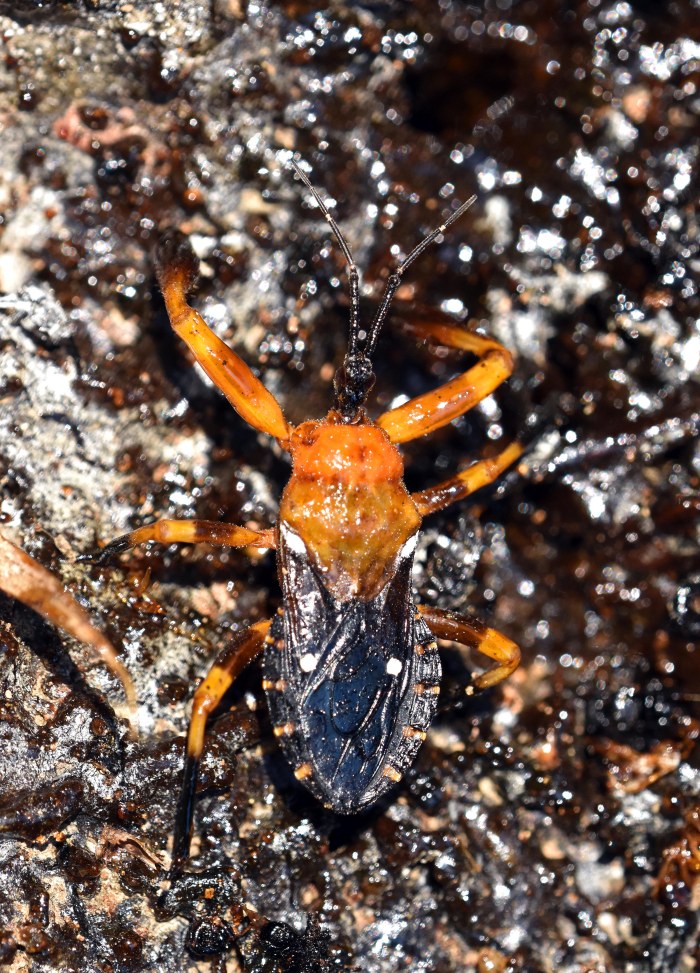 Resin bug (Reduviidae; Harpactorinae; Ectinoderini), Chiang Dao 
